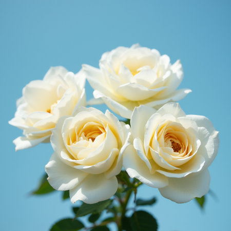 White roses on blue sky background. Shallow depth of field.の素材