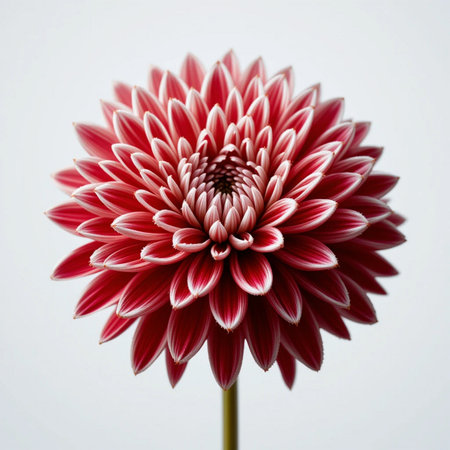 Beautiful red dahlia flower isolated on a white background.の素材
