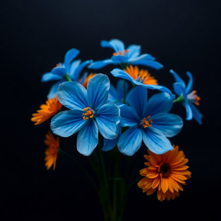 Bouquet of blue crocus flowers on a black background.の素材