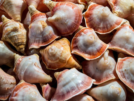 Close up of seashells for sale at a seafood market.の素材