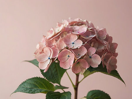 Pink hydrangea flowers on a pink background with copy spaceの素材