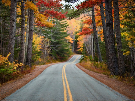 Autumn road in the forest with colorful fall foliage. Fall season.の素材