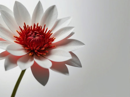 White lotus flower on a white background. Close-up.の素材