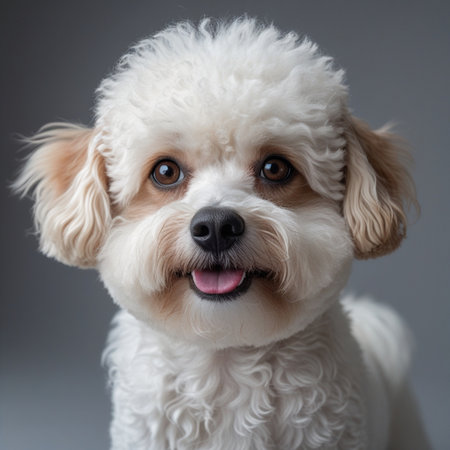 Studio portrait of a cute white Bichon Frize dog.の素材