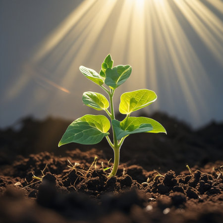 Green seedling illustrating concept of new life in early stage of lifeの素材