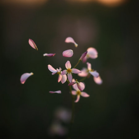 A close up shot of the small pink flowers on a blurred backgroundの素材