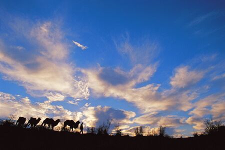 Kyzyl Kum desert. Caravan of camels. Sunrise. Uzbekistanの写真素材