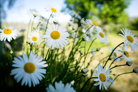 White daisies on a green meadow in the sun.の写真素材