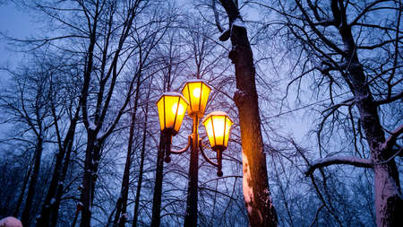 Lanterns in the winter park at night. Winter landscape.の写真素材