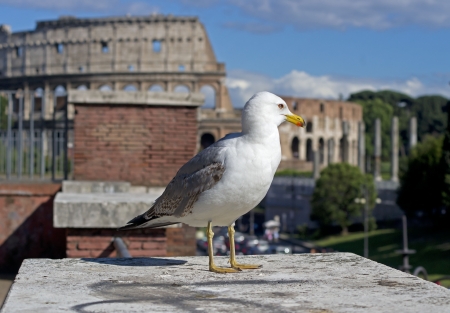 Seagullの写真素材