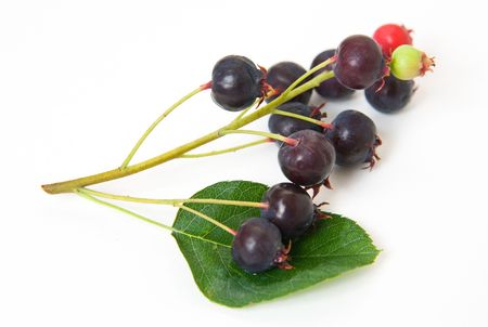 Berry Amelanchierの写真素材