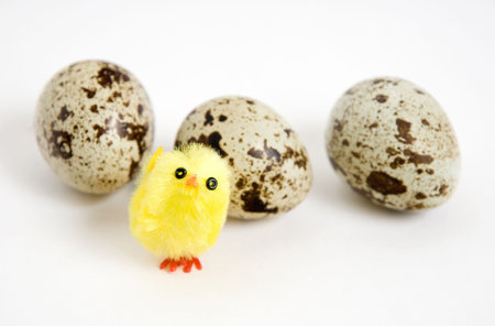 Fledgling and quail eggsの写真素材