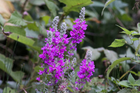 mountain flower in the wild macro