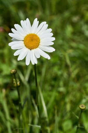 Daisy flower on the background of green grass in the gardenの写真素材