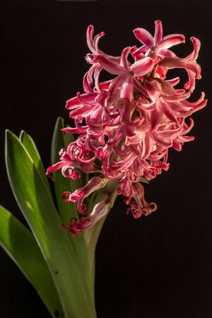 The beautiful pink flower captured in the middle of the night with darkの写真素材
