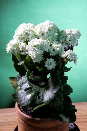 Kalanchoe is an unpretentious indoor plant of white colorの写真素材