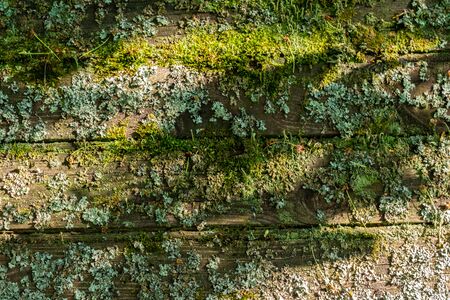 old boards covered with moss in the sunlightの写真素材