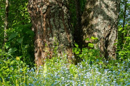 Trunks of two birches on a Sunny day in a meadow of forget-me-nots in the morningの写真素材