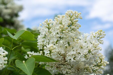 Branch of white lilac flowers with the leaves, natural spring background selective focusの写真素材