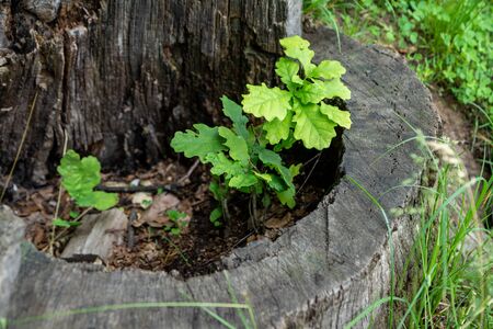 In the stump of an old oak tree a young oak sprout youth under the protection of old ageの写真素材