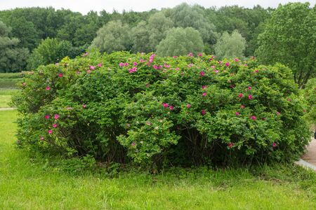 green rosehip Bush blooming with pink flowersの写真素材