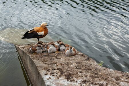 a family of ruddy shelducks with ducklings resting on a plate on a pond at sunsetの写真素材