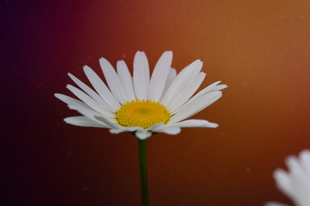 Macro of camomiles on a green garden background