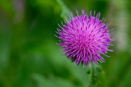 milk thistle flower. milk thistle. Flowering Milk thistle on white background. thistle flower background closeupの写真素材