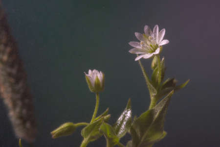 A small white flower in the forest after the rain in water drops closeupの写真素材