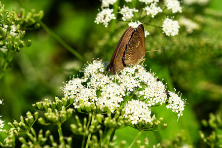 butterflies on white flowers feed on sweet nectar