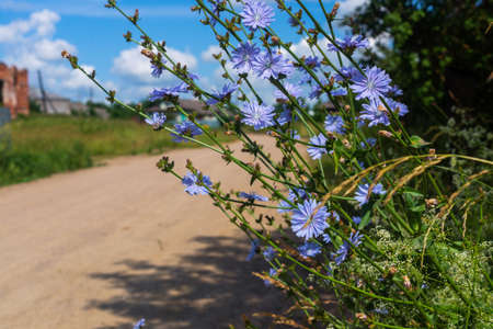 blooming chicory on the edge of the road in the villageの写真素材
