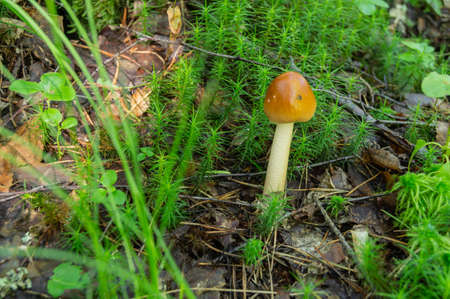 Selective focus on white mushroom on green grass.の写真素材