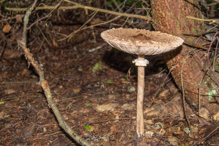 Birch bolete mushroom is growing under the tree near the stem..の写真素材