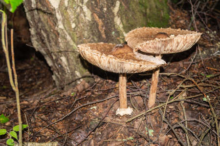 Birch bolete mushroom is growing under the tree near the stem..の写真素材