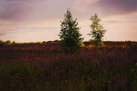 Trees in a clearing against the sunset skyの写真素材