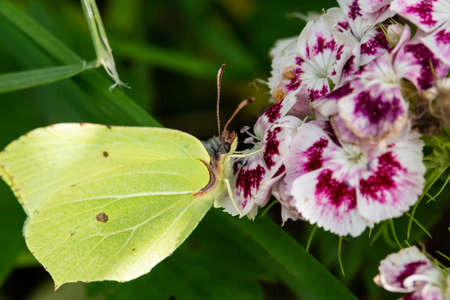 a yellow butterfly drinks nectar from a flower macroの写真素材
