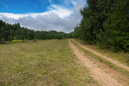 few fir trees of forest on both sides of the roadの写真素材