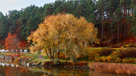 Last red and yellow autumn leaves on the branch of tree
