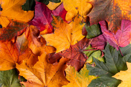 Beautiful autumn maple leaves isolated on blue background close upの写真素材