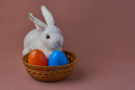 Little white rabbit in the surround with different color of ester eggs.の写真素材