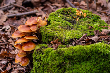 autumn mushrooms grew on an old stump covered with green moss