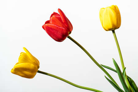 red, yellow tulips, isolated on white background close upの写真素材