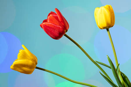 red, yellow tulips, on a colored background close upの写真素材