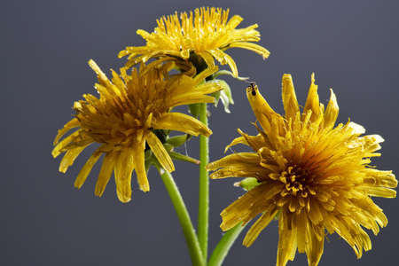 three beautiful yellow dandelion blooms on a dark background. Close upの写真素材