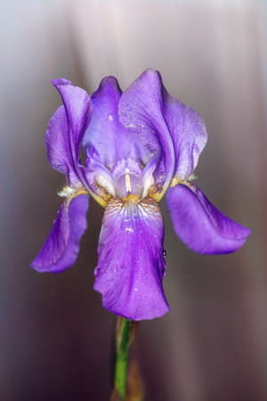 Head of purple blooming iris flower in water drops. Macroの写真素材