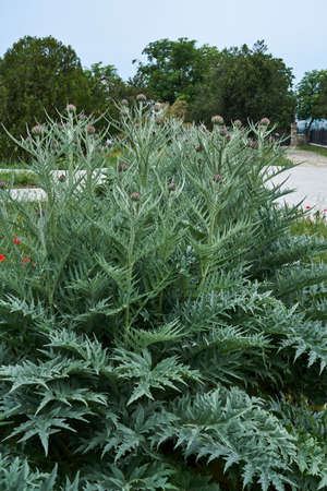 Purple wild artichoke flower, thistle bush in the parkの写真素材