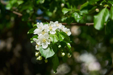 Blooming fruit trees in spring on a sunny dayの写真素材