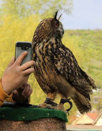 Eagle Owl Male Refusing to Answer a Callの写真素材