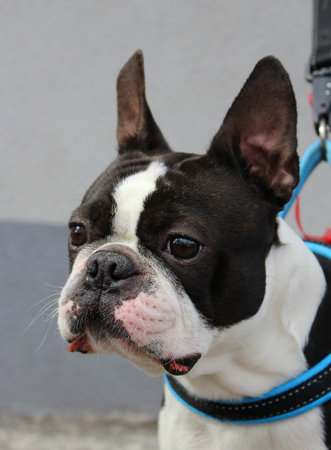 Portrait of a dog - Boston Terrier maleの写真素材