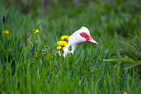 Goose in the grassの写真素材